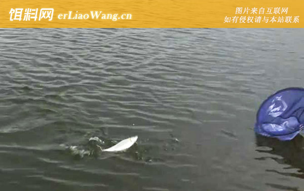 黄尾鲴:钓点选择