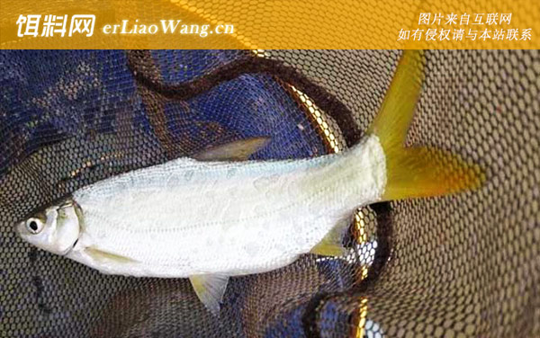 黄尾鲴:饵料配方