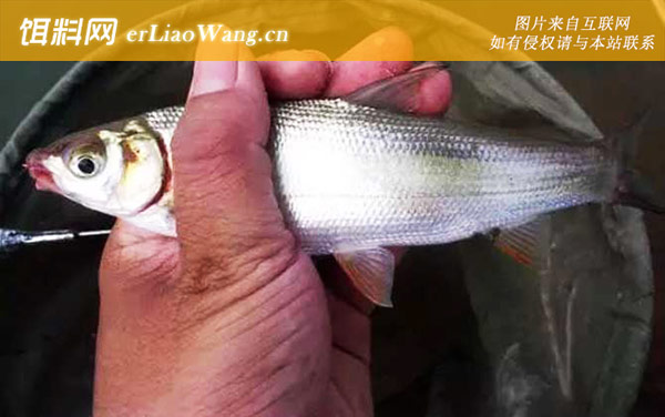 黄尾鱼:作钓技巧