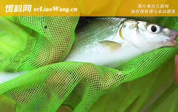 钓黄尾鱼:调漂方法