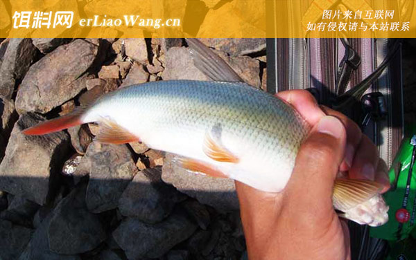 钓红尾鱼:饵料种类