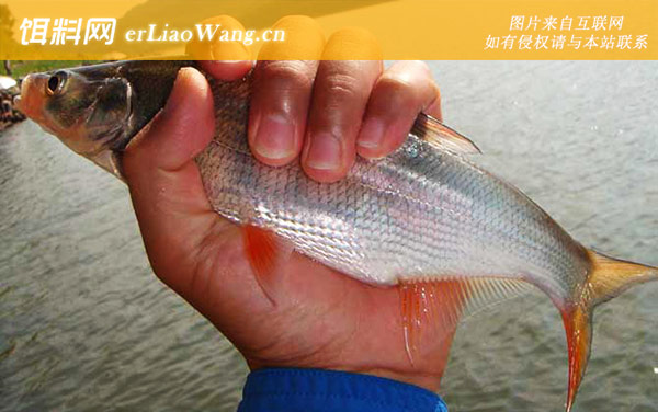 钓红尾鱼:经典配方