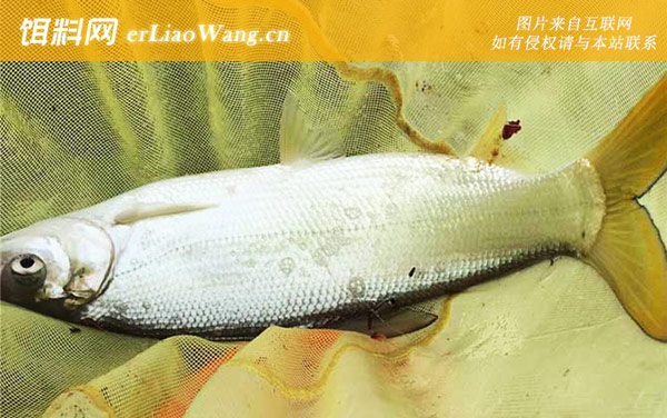 钓黄尾鱼:调漂方法