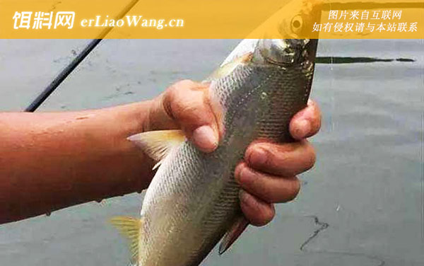 钓黄尾鱼:调漂方法