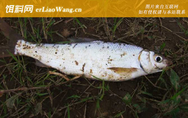 钓黄尾鱼:提竿时机