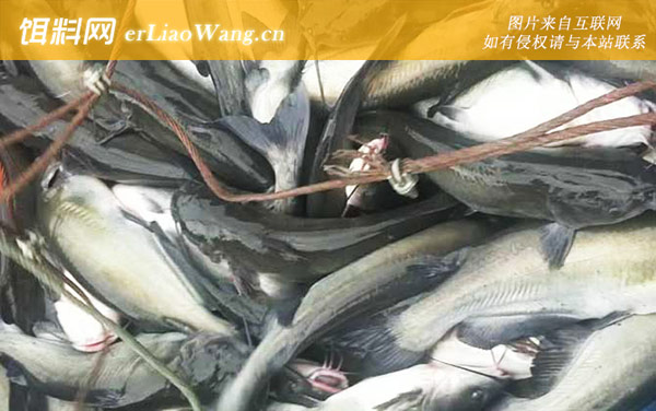 长吻鮠:产地分布