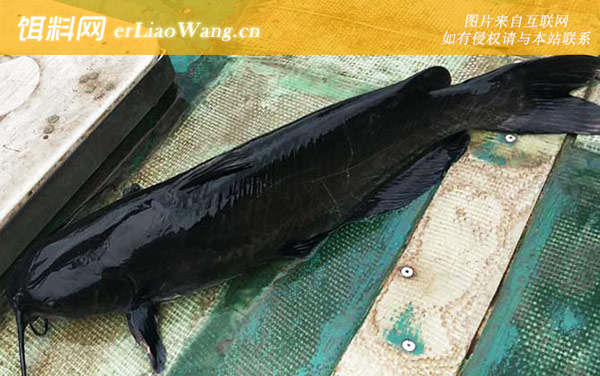 长吻鮠:生活习性