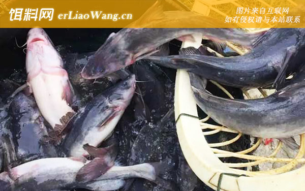 长吻鮠:病害防治