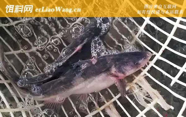 长吻鮠:食用价值