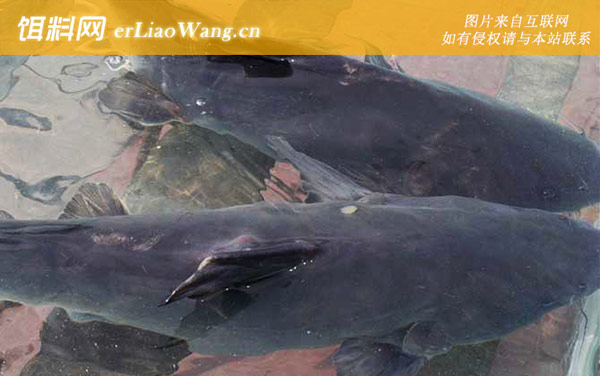 长吻鮠:生活习性