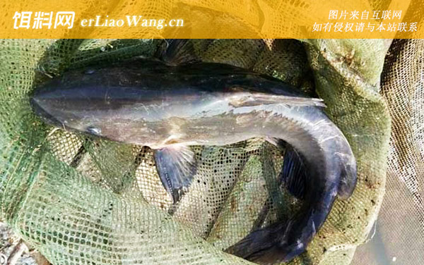 斑点叉尾鮰:分布范围