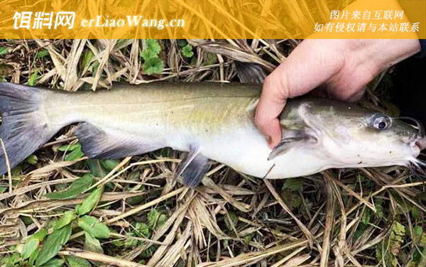 斑点叉尾鮰:生活习性