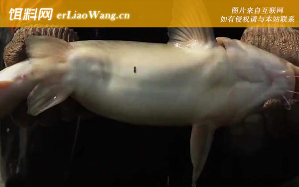 长吻鮠:生活习性