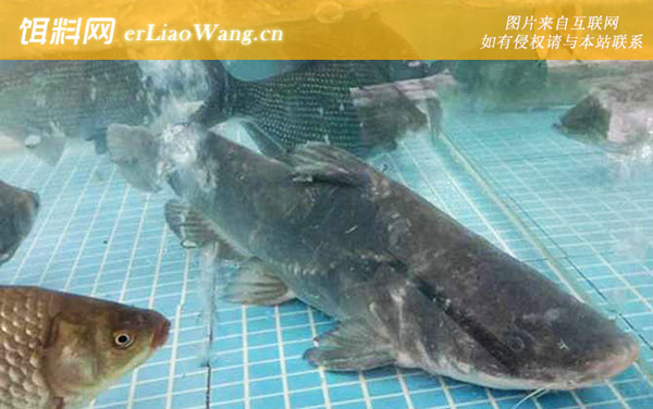 长吻鮠:养殖方法