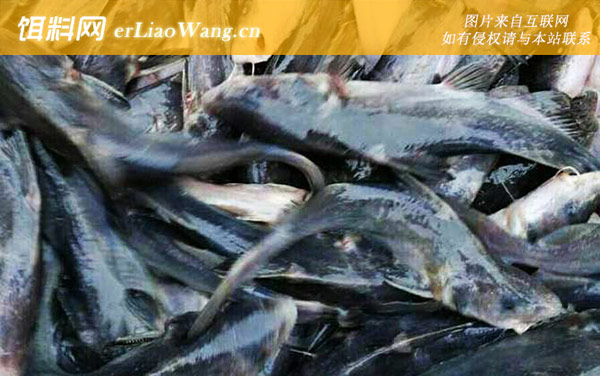 鮰鱼:食用价值