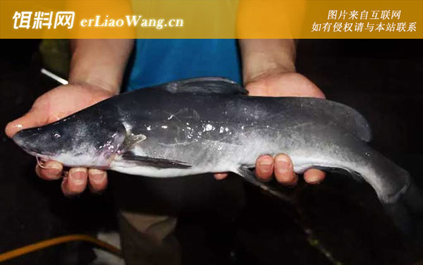 鲶鱼:产地分布