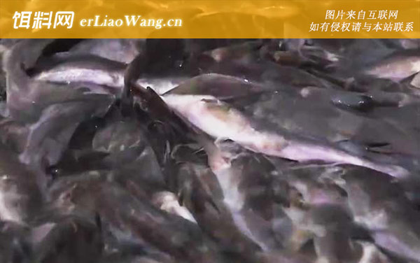 江团鱼:栖息环境