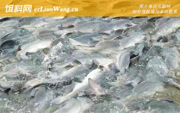 江团鱼:产地分布