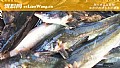 江团和黑鱼有什么区别？