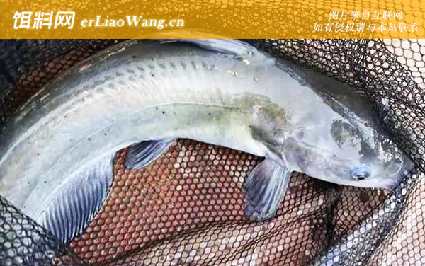 江团和鲶鱼有什么区别-触须不同
