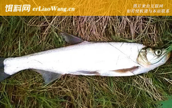 翘嘴鱼:栖息环境