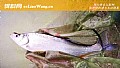《翘嘴鱼好吃吗?》封面图