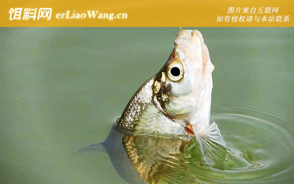 翘嘴鱼:产地分布