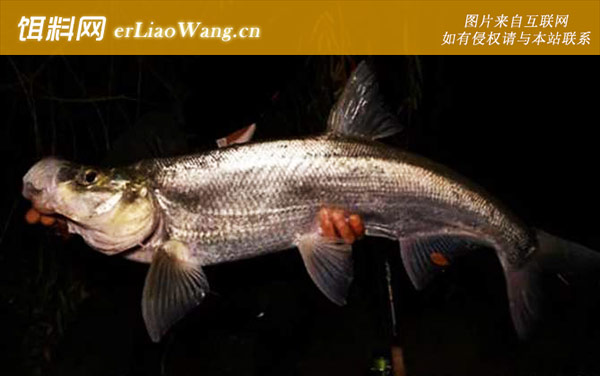 翘嘴鱼:食用价值