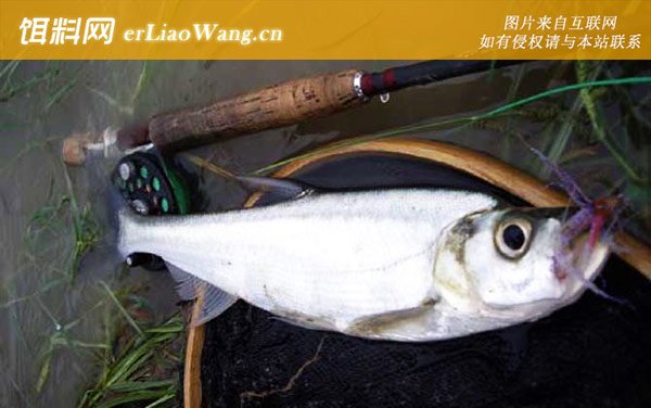 翘嘴鲌:分布范围