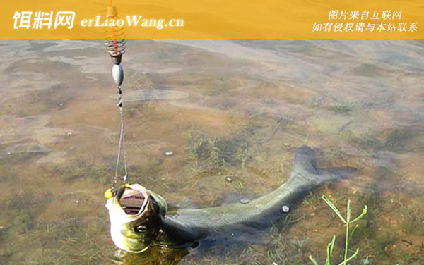 翘嘴鲌:生活习性