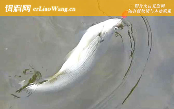 翘嘴:产地分布