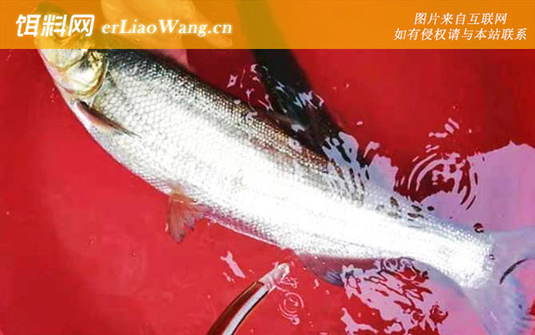 翘嘴鱼:养殖技术