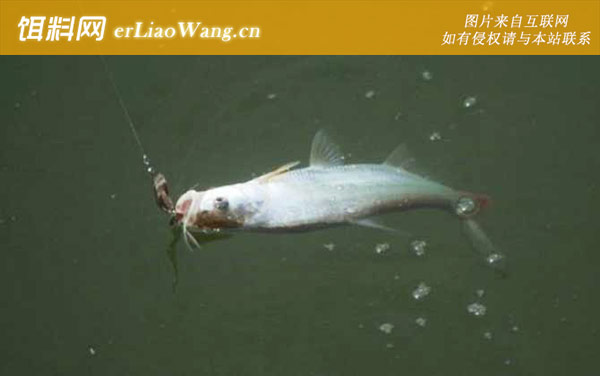 翘嘴鱼:产地分布