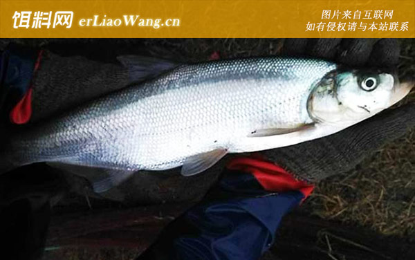 翘嘴鱼:生活习性