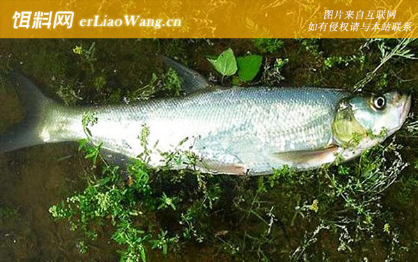 翘嘴:生活习性