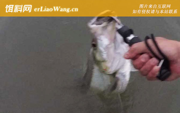 翘嘴鱼:产地分布