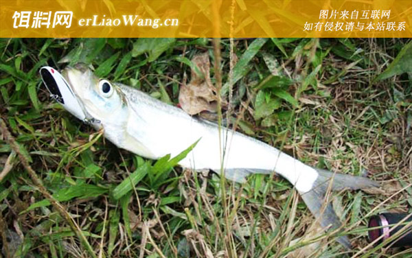 翘嘴鱼:生活习性