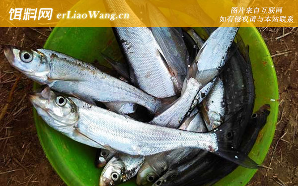 翘嘴鱼:产地分布