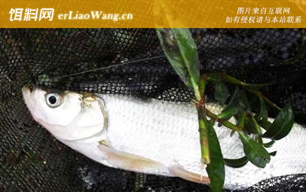 青梢鱼:分布范围