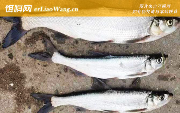 青梢鱼:生活习性