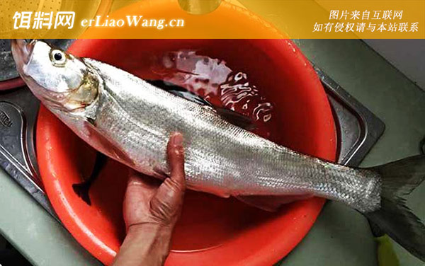 翘嘴鱼用什么钓最好-鱼竿