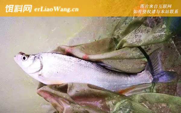 翘嘴鱼喜欢吃什么饵料-商品饵料