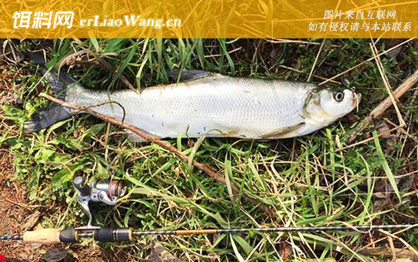 翘嘴鱼喜欢吃什么饵料-路亚拟饵