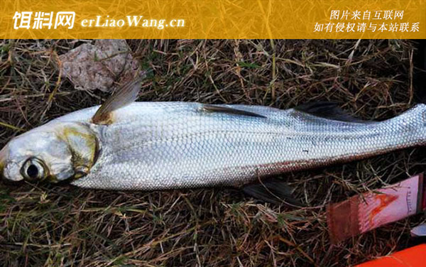 手竿钓翘嘴的技巧和方法-钓具