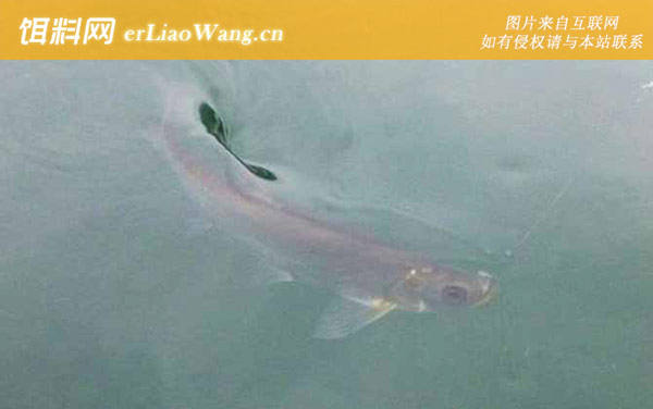 手竿钓翘嘴的技巧和方法-提竿