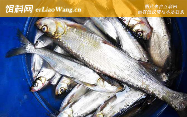 手竿钓翘嘴:商品饵料