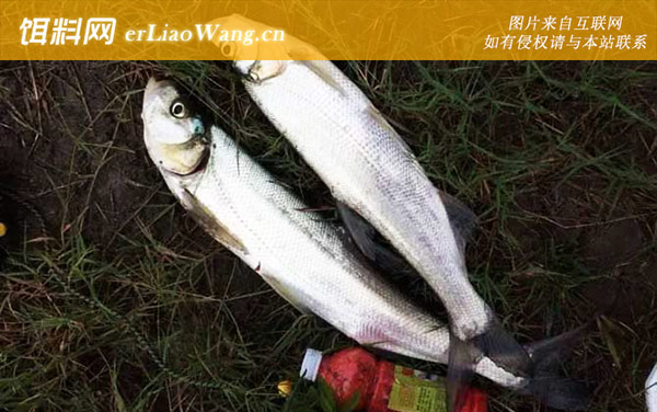 手竿钓翘嘴用什么饵料最好-作钓技巧