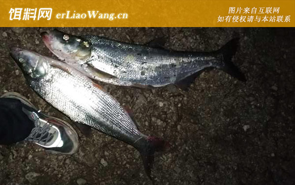 手竿钓翘嘴鱼:自然饵料