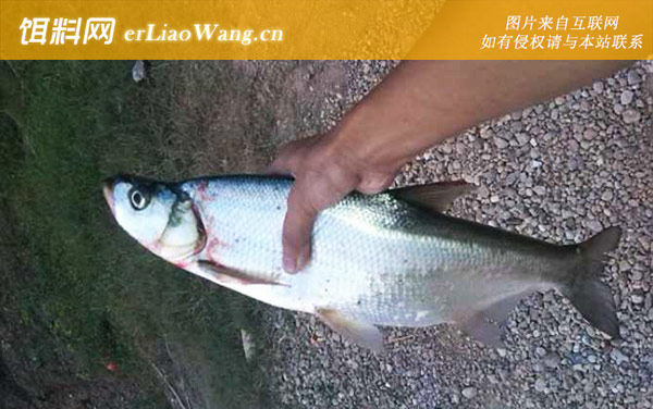 手竿钓翘嘴鱼:商品饵料