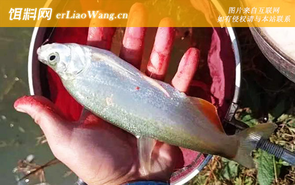 手竿钓翘嘴:钓具搭配